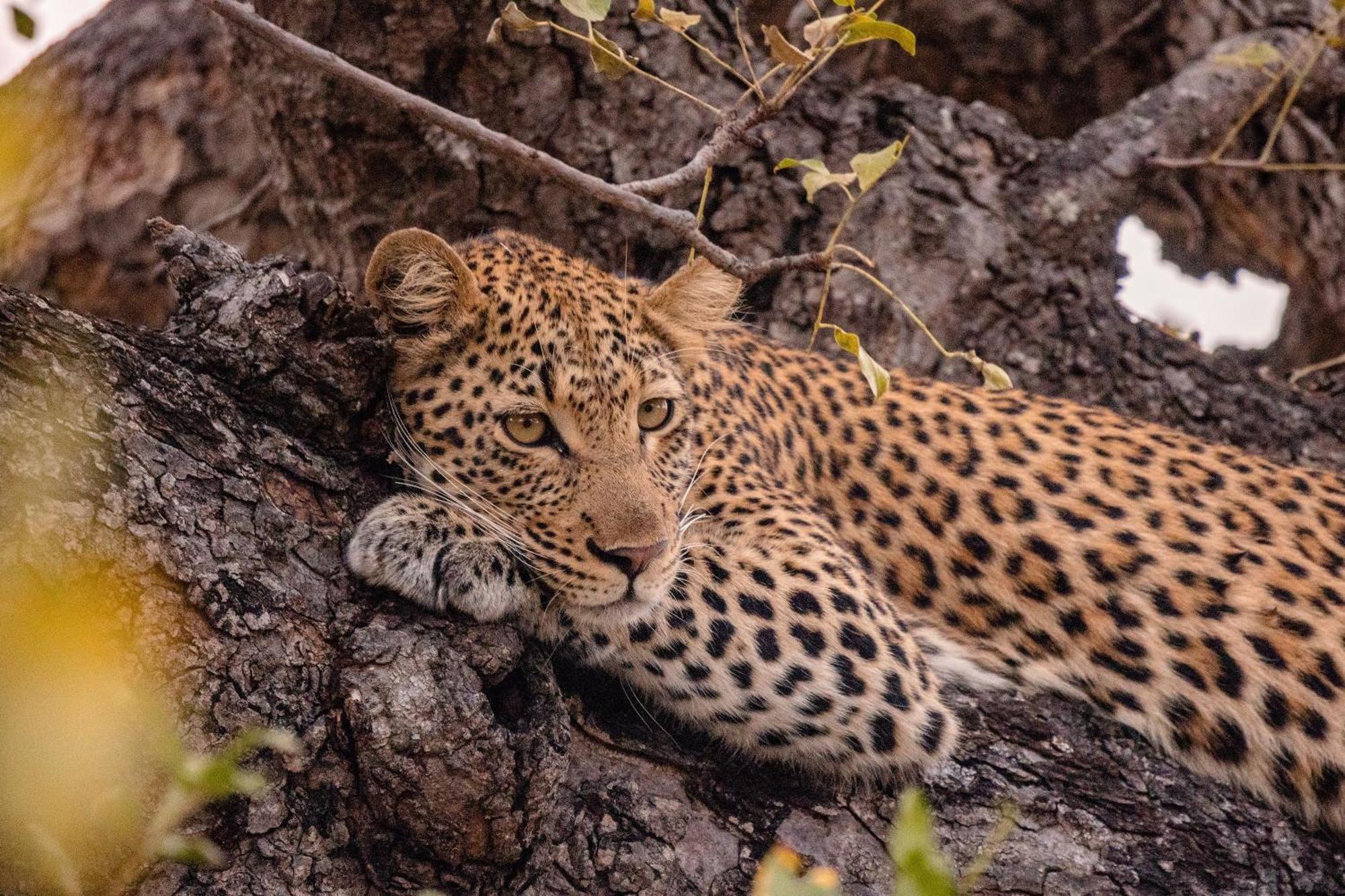 Kapama River Lodge Kapama Game Reserve المظهر الخارجي الصورة